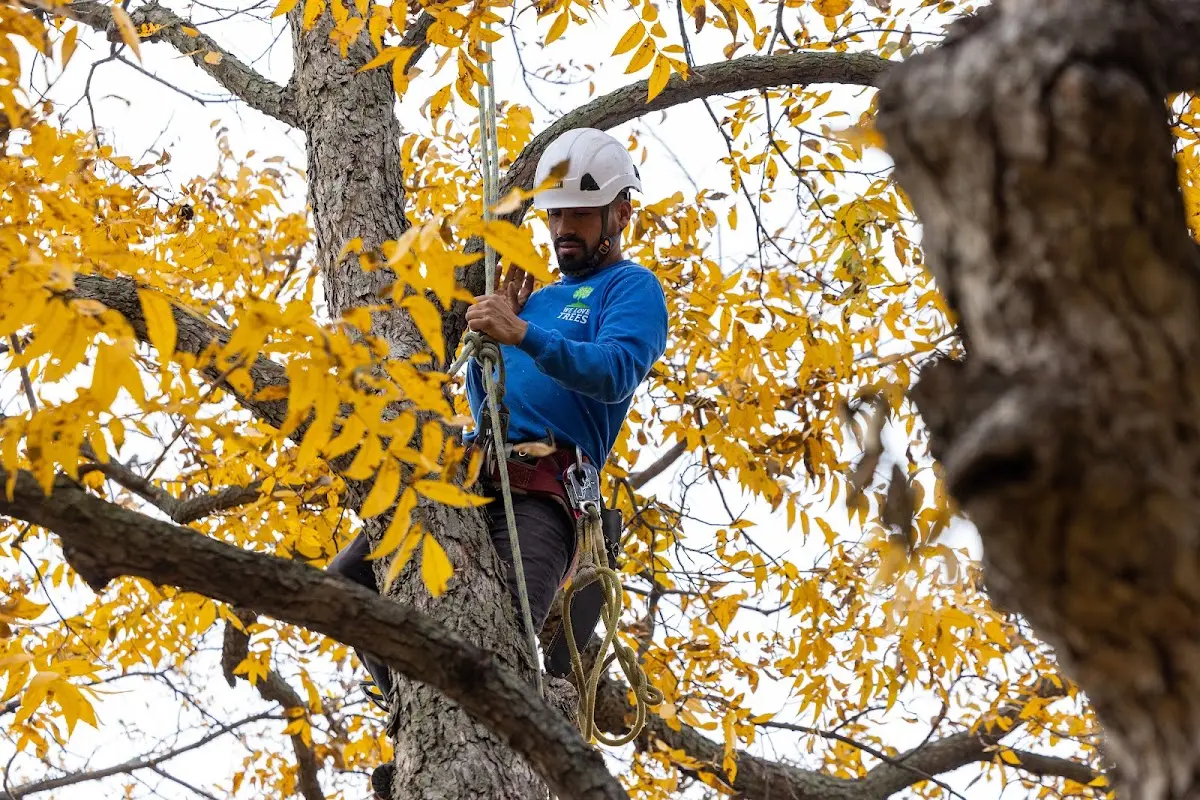 Skilled Tree Transplanting crew working in Escatawpa